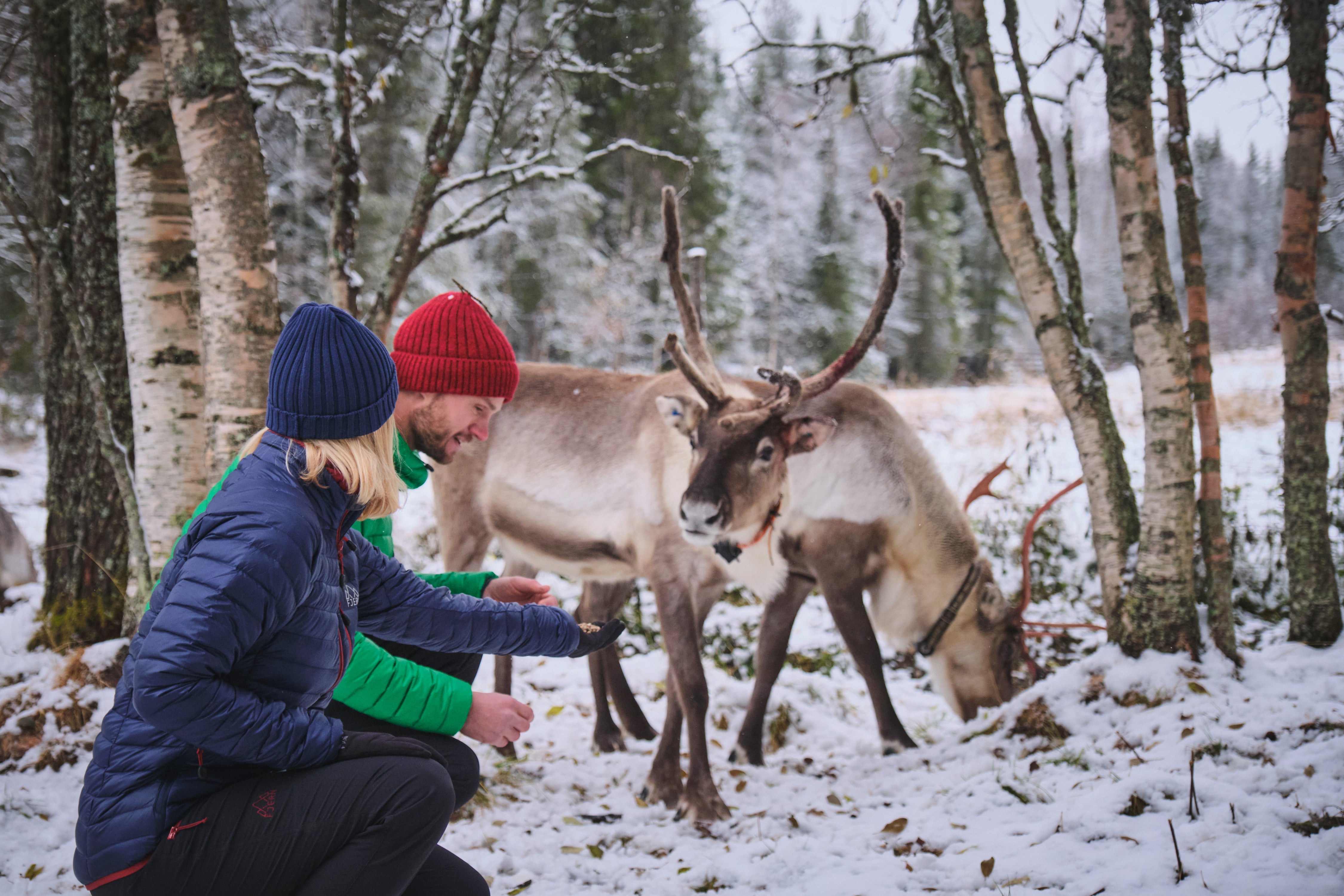 Feeding Finnish reindeer in a snowy forest featuring Fjern Aktiv Jackets